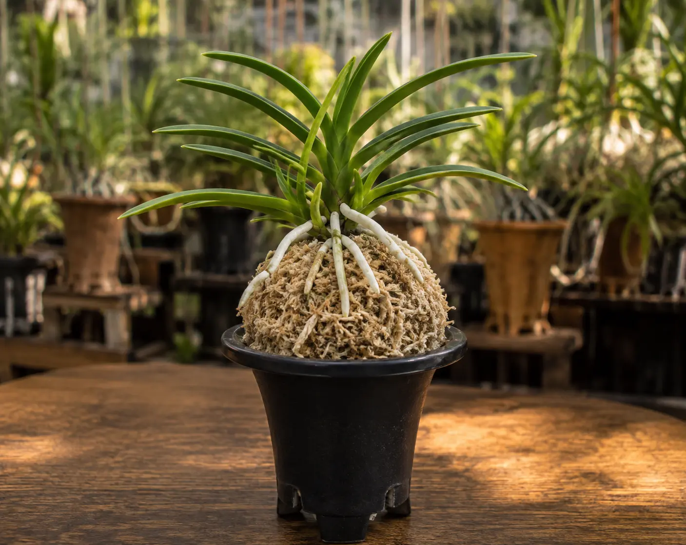 Neofinetia falcata montada sobre un montículo tradicional de musgo sphagnum en una maceta Fuukiran