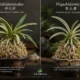 Comparación entre Nishidemiyako y Higashidemiyako, variedades de Fuukiran con diferentes patrones de variegación